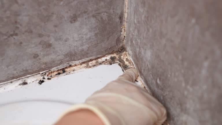 Best Environmental Consulting for Mold Prevention  in Heron Bay, GA